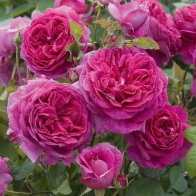 Rosier anglais Young Lycidas (David Austin)
