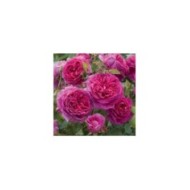 Rosier anglais Young Lycidas (David Austin)