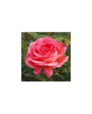 Rosier Bijou Corail® (Pépinières Georges Delbard)