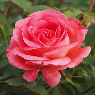 Rosier Bijou Corail® (Pépinières Georges Delbard)