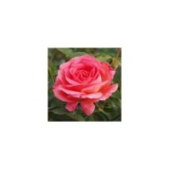Rosier Bijou Corail® (Pépinières Georges Delbard)