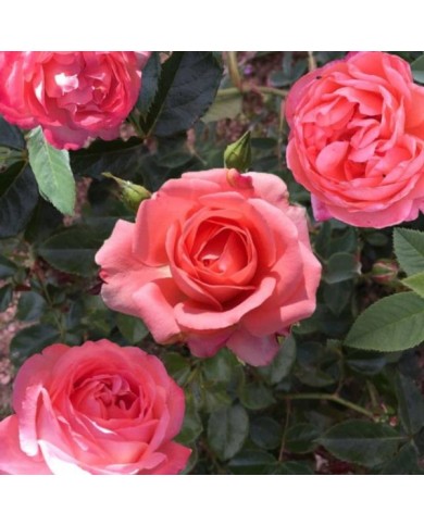 Rosier Bijou Corail® (Pépinières Georges Delbard)