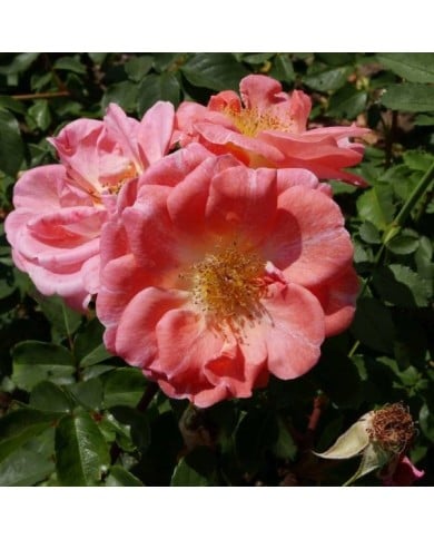 Rosier buisson à fleurs groupées 'Dacapo' (Geolina163 / wikimedia.org)