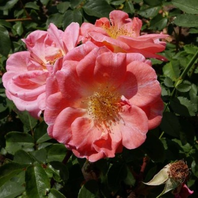 Rosier buisson à fleurs groupées 'Dacapo' (Geolina163 / wikimedia.org)