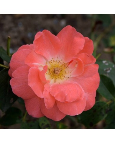 Rosier buisson à fleurs groupées 'Dacapo' (Krzysztof Ziarnek - Kenraiz / wikimedia.org)