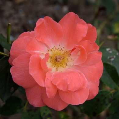 Rosier buisson à fleurs groupées 'Dacapo' (Krzysztof Ziarnek - Kenraiz / wikimedia.org)