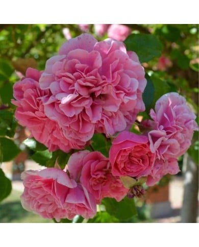 Rosier buisson à fleurs groupées LES QUATRE SAISONS® (Oksana Matiyeva / wikimedia.org)