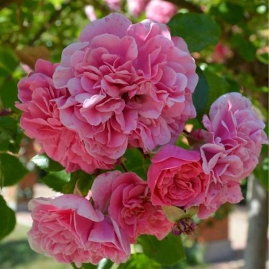 Rosier buisson à fleurs groupées LES QUATRE SAISONS® (Oksana Matiyeva / wikimedia.org)
