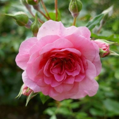 Rosier buisson à fleurs groupées LES QUATRE SAISONS® (Wilrooij / wikimedia.org)