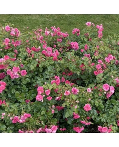 Rosier buisson à fleurs groupées LES QUATRE SAISONS® (Thomon / wikimedia.org)