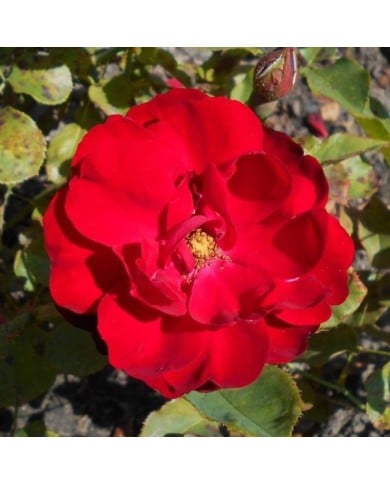 Rosier buisson à fleurs groupées LILLI MARLEEN (Salicyna / wikimedia.org)