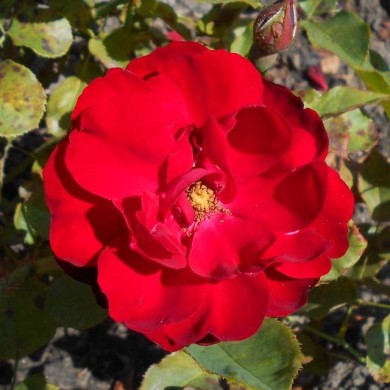Rosier buisson à fleurs groupées LILLI MARLEEN (Salicyna / wikimedia.org)