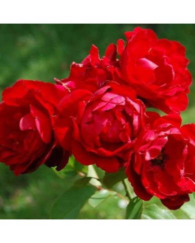 Rosier buisson à fleurs groupées LILLI MARLEEN (Huhu / wikimedia.org)