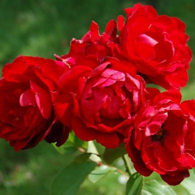 Rosier buisson à fleurs groupées LILLI MARLEEN (Huhu / wikimedia.org)