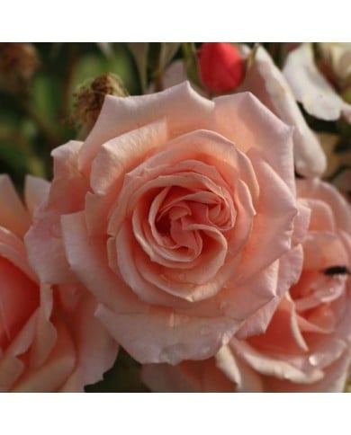 Rosier à fleurs groupées 'Martin des Senteurs' (Javier Perez Montes / wikimedia.org)