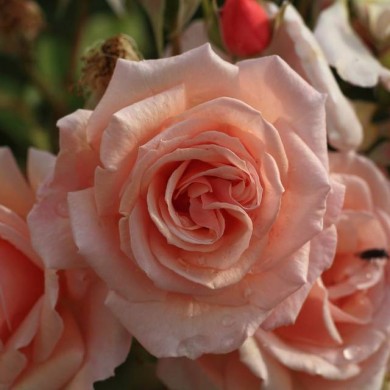 Rosier à fleurs groupées 'Martin des Senteurs' (Javier Perez Montes / wikimedia.org)
