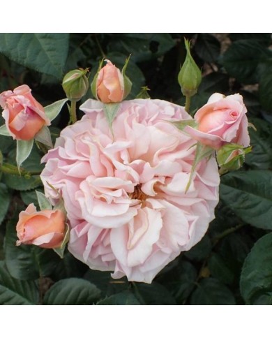Rosier à fleurs groupées 'Martin des Senteurs' (Krzysztof Ziarnek - Kenraiz / wikimedia.org)