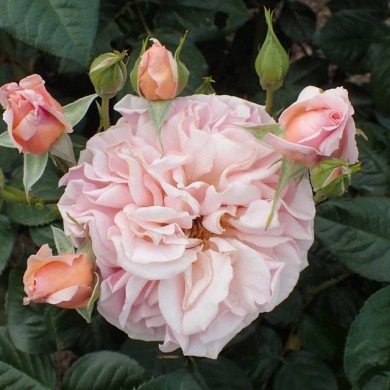 Rosier à fleurs groupées 'Martin des Senteurs' (Krzysztof Ziarnek - Kenraiz / wikimedia.org)