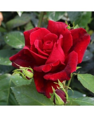 Rosier Château D´Amboise® (Pépinières Georges Delbard)