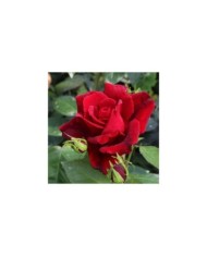 Rosier Château D´Amboise® (Pépinières Georges Delbard)