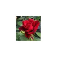 Rosier Château D´Amboise® (Pépinières Georges Delbard)