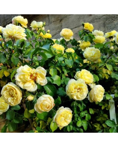 Rosier Château de Cherveny (obt. Delbard) (X.G. / Gerbeaud.com)