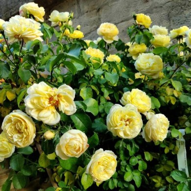 Rosier Château de Cherveny (obt. Delbard) (X.G. / Gerbeaud.com)