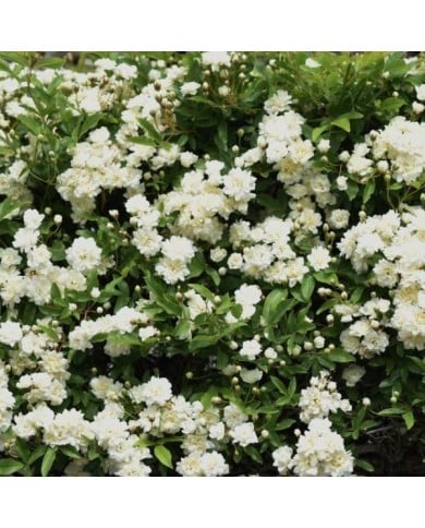 Rosier de banks à fleurs blanches - Rosa banksiae 'Alba Plena'  (Tamu / Adobe Stock)