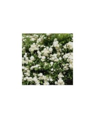 Rosier de banks à fleurs blanches - Rosa banksiae 'Alba Plena'  (Tamu / Adobe Stock)