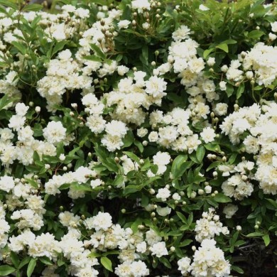 Rosier de banks à fleurs blanches - Rosa banksiae 'Alba Plena'  (Tamu / Adobe Stock)