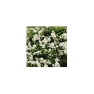 Rosier de banks à fleurs blanches - Rosa banksiae 'Alba Plena'  (Tamu / Adobe Stock)