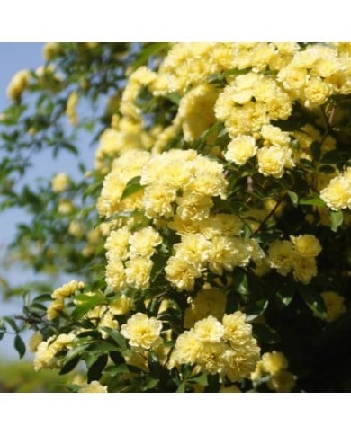 Rosier de banks à fleurs jaunes - Rosa banksiae 'Lutea' (T.Kiya / flickr.com)