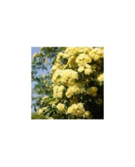 Rosier de banks à fleurs jaunes - Rosa banksiae 'Lutea' (T.Kiya / flickr.com)