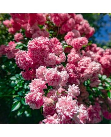 Rosier de banks à fleurs roses - Rosa banksiae 'Rosea' (Sofia / Adobe Stock)