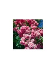 Rosier de banks à fleurs roses - Rosa banksiae 'Rosea' (Sofia / Adobe Stock)