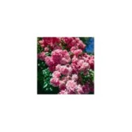 Rosier de banks à fleurs roses - Rosa banksiae 'Rosea' (Sofia / Adobe Stock)