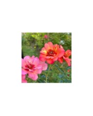 Rosier Décorosier Baïa® (VERDIA)
