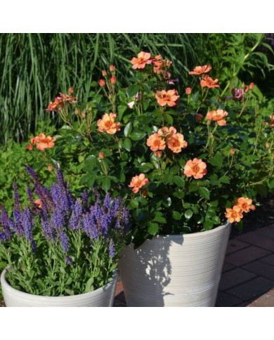 Rosier Décorosier Baïa® (VERDIA)