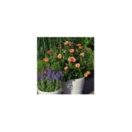 Rosier Décorosier Baïa® (VERDIA)