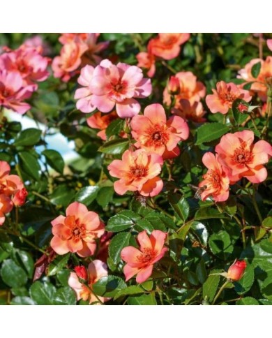 Rosier Décorosier Baïa® (VERDIA)
