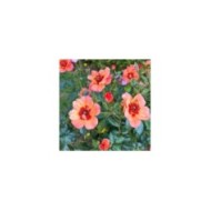 Rosier Décorosier Baïa® (VERDIA)