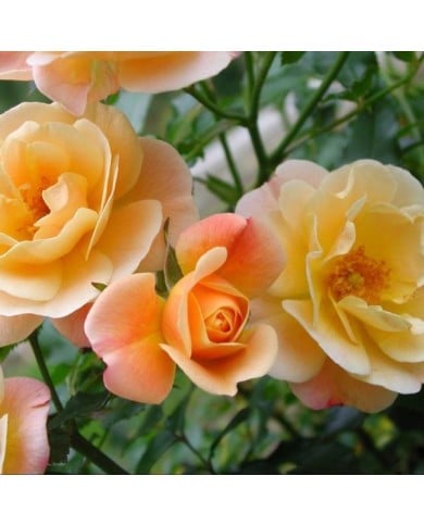 Décorosiers Calizia (D.R. Verdia)