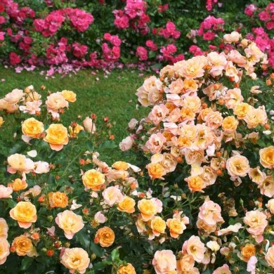 Décorosiers Calizia (D.R. Verdia)