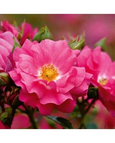 Décorosiers® Emera (D.R. Verdia)