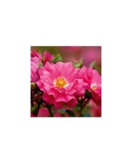Décorosiers® Emera (D.R. Verdia)