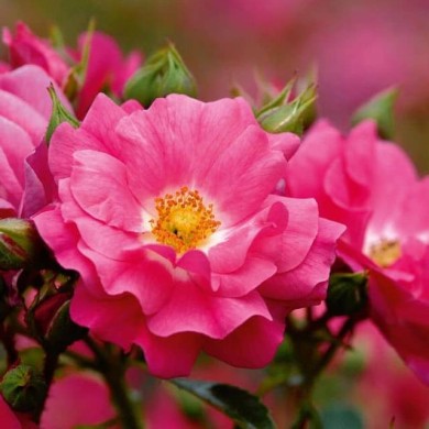 Décorosiers® Emera (D.R. Verdia)
