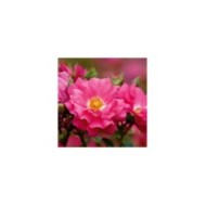 Décorosiers® Emera (D.R. Verdia)