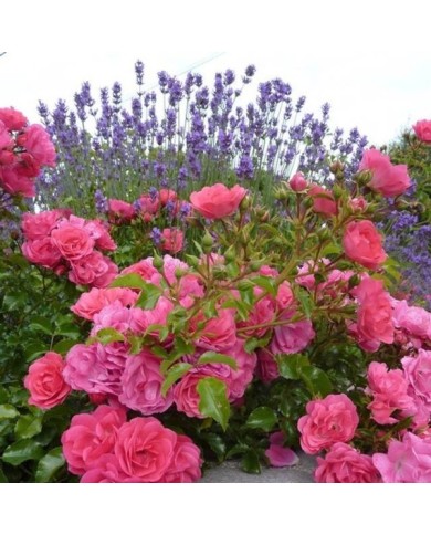 Décorosiers® Emera (D.R. Verdia)