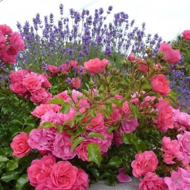 Décorosiers® Emera (D.R. Verdia)
