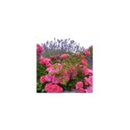 Décorosiers® Emera (D.R. Verdia)